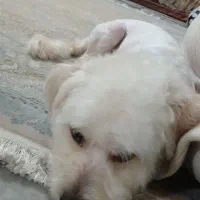 واگذاری سگ مالتیپو تریر