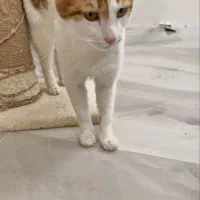 گربه dsh