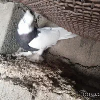 کبوتر|پرنده|داراب, |دیوار