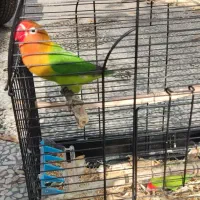 طوطی کوتوله برزیلی|پرنده|رودسر, |دیوار