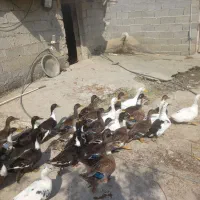 اردک بزرگ سنگین وزن