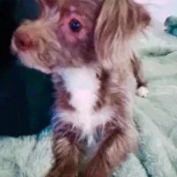 سگ پشمالو با تربیت