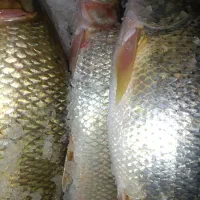 برزم وسونگ|ماهی|شادگان, |دیوار