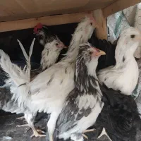 نیمچه مرغ و خروس گلین|حیوانات مزرعه|خمینی‌شهر, |دیوار