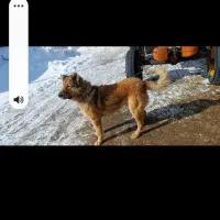 سگ گله|سگ|سراب, |دیوار