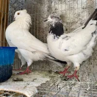 کفتر کله دم سبز
