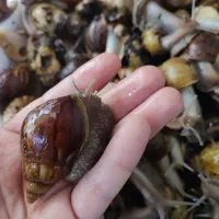 قبول واگذاری حلزون آچاتینا