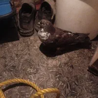 کبوتر شکار|پرنده|یزد, |دیوار