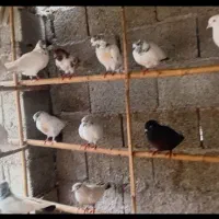 کبوتر پرشی|پرنده|صومعه‌سرا, |دیوار