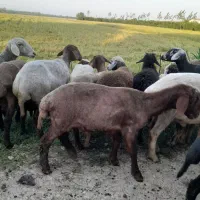 گوسفند نر سیلک|حیوانات مزرعه|آکند, |دیوار