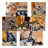 تخم مرغ نژادی و تخم بوقلمون برنز|خوردنی و آشامیدنی|یاسوج, |دیوار