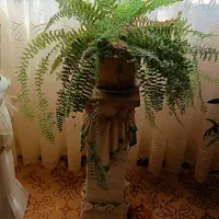 فروش گل طبیعی|گل و گیاه طبیعی|تربت‌حیدریه, ترمینال|دیوار