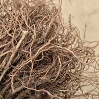 نهال انگور (موندرآپ)|خدمات باغبانی و درختکاری|زنجان, |دیوار