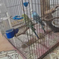 مرغ عشق ۲ عدد ماده|پرنده|قرچک, میرزائی شمالی|دیوار