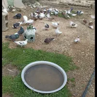 فروش کبوتر