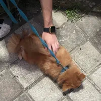 سگ پامرین پشمالو|سگ|تالش, هشتپر|دیوار