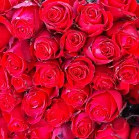 زر گل|گل و گیاه طبیعی|شیراز, درکی|دیوار