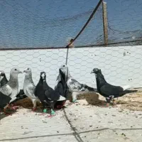 21میناکرمانی وشامی هوایی ضمانت همه باهم جفت1500تهش