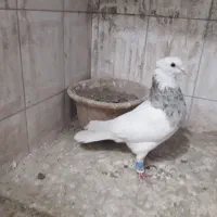 کبوترطوقی هفترنگ چپ سیاه