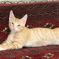 واگذاری رایگان بچه گربه