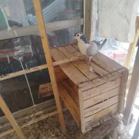کبوتر سینه دم پاک|پرنده|اصفهان, مولوی|دیوار