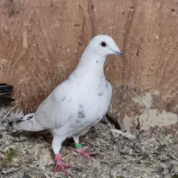 کبوتر پلاکی