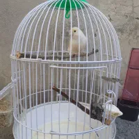 قناری نر یک ساله|پرنده|دینور, |دیوار