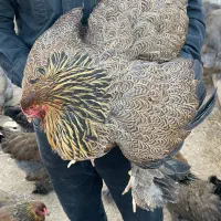 برهما پاتریج جوجه و تخم‌نطفه دار