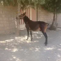 قاطر