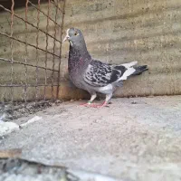 کفتر ۴تا غریب گیری|پرنده|ری, ولی آباد|دیوار