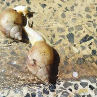 حلزون پرورشی با نژاد آچاتینا