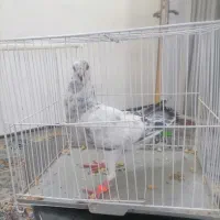 کفتر سار جوجه پرشی مفت