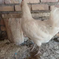 مرغ گلین درزاویه