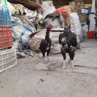 مرغ خروس لاری