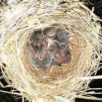 سهره اهوازی نر دستی