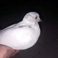 کفتر کبوتر|پرنده|یزد, |دیوار