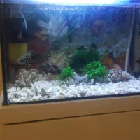 اکواریوم شرکتی ۶۰ سانت به همراه تمامی تجهیزات