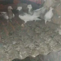 کفتر