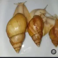 حلزون