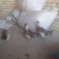 خروس سیبرایت