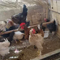 مرغ و خر‌وس گلین|حیوانات مزرعه|اردکان, |دیوار