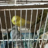 مرغ عشق زیبا در رنگهای مختلف|پرنده|مرودشت, فرهنگ|دیوار