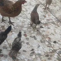 مرغ و خروس زینتی و لاری|حیوانات مزرعه|اهواز, کمپلو شمالی|دیوار