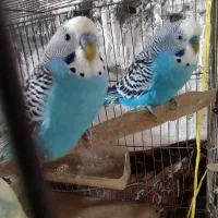 مرغ عشق نر|پرنده|تولم شهر, |دیوار