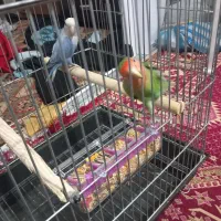 یک جفت کوتوله برزیلی|پرنده|بهارستان, |دیوار