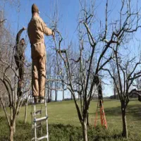 باغبانی هرس کاری سم پاشی تیلرزنی