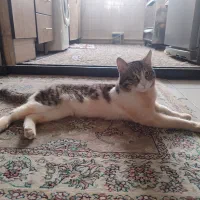 گربه واگذاری|گربه|تهران, امام حسین|دیوار