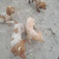 سگ توله شکاری|سگ|کوچصفهان, |دیوار