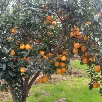 زمین چهار دیواری باغ پرتقال  ویلایی|فروش زمین و ملک کلنگی|ارطه, |دیوار