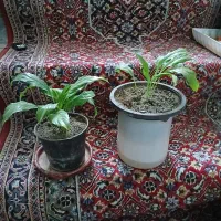 یوگا. نخل خرما. نهال پرتقال.نارنج. لیموشیرین و ترش